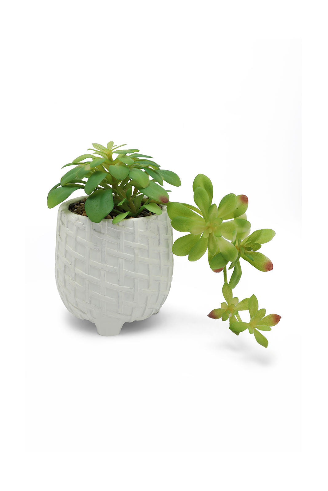 Redtag-Green-Artificial-Succulent-Creeper-Plant-In-Ceramic-Pot-Category:Plants-&-Flowers,-Colour:Green,-Deals:New-In,-Dept:Home,-Filter:Home-Decor,-HMW-HOM-Decorative-Accessories,-New-In-HMW-HOM,-Non-Sale,-Section:Homewares,-W22B-Home-Decor-