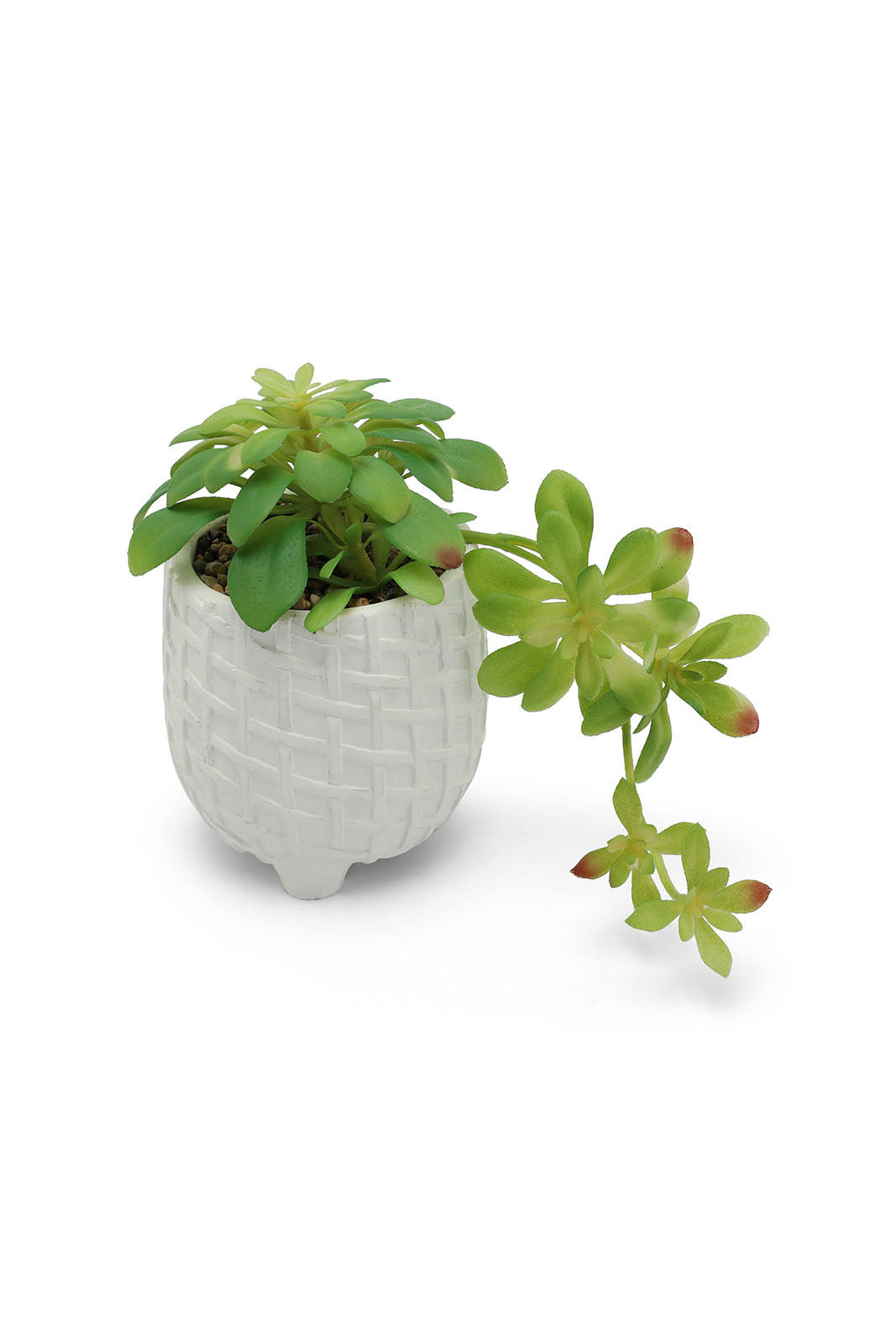Redtag-Green-Artificial-Succulent-Creeper-Plant-In-Ceramic-Pot-Category:Plants-&-Flowers,-Colour:Green,-Deals:New-In,-Dept:Home,-Filter:Home-Decor,-HMW-HOM-Decorative-Accessories,-New-In-HMW-HOM,-Non-Sale,-Section:Homewares,-W22B-Home-Decor-