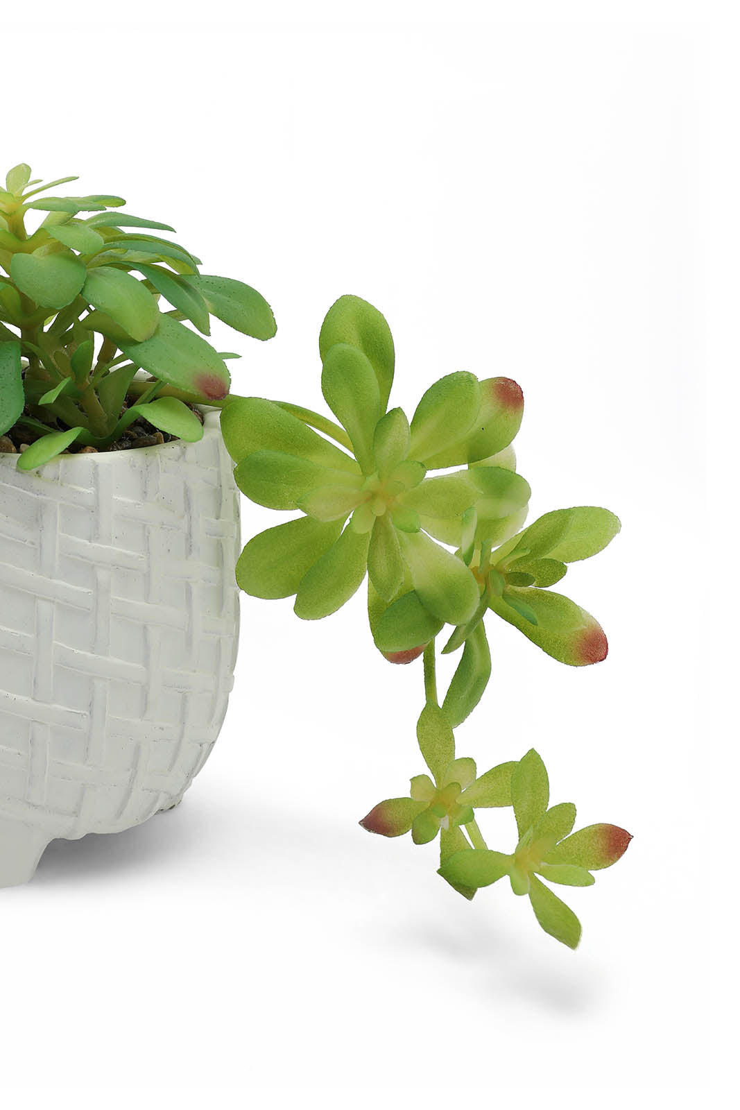 Redtag-Green-Artificial-Succulent-Creeper-Plant-In-Ceramic-Pot-Category:Plants-&-Flowers,-Colour:Green,-Deals:New-In,-Dept:Home,-Filter:Home-Decor,-HMW-HOM-Decorative-Accessories,-New-In-HMW-HOM,-Non-Sale,-Section:Homewares,-W22B-Home-Decor-
