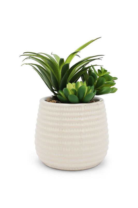 Redtag-Green-Artificial-Succulent-Assorted-Plant-In-Ceramic-Pot-Category:Plants-&-Flowers,-Colour:Green,-Deals:New-In,-Dept:Home,-Filter:Home-Decor,-HMW-HOM-Decorative-Accessories,-New-In-HMW-HOM,-Non-Sale,-Section:Homewares,-W22B-Home-Decor-