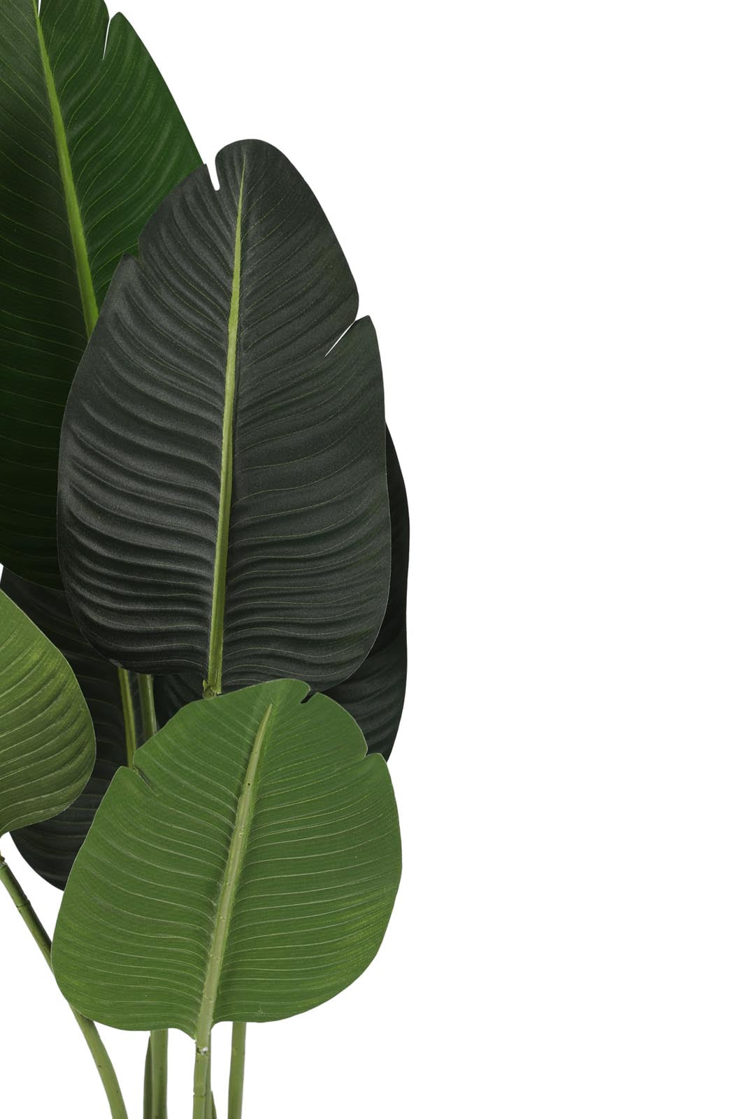 Redtag-Green-Artificial-Banana-Plant-With-Ceramic-White-Pot-120Cm-Category:Plants-&-Flowers,-Colour:Green,-Deals:New-In,-Dept:Home,-Filter:Home-Decor,-HMW-HOM-Decorative-Accessories,-New-In-HMW-HOM,-Non-Sale,-Section:Homewares,-W22B-Home-Decor-